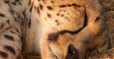 Aberdares,Lake Nakuru,Masai Mara Aberdares,Lake Nakuru,Masai Mara