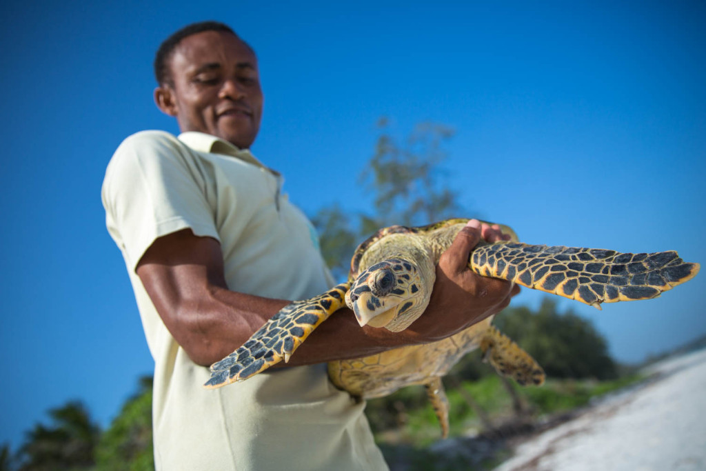 KENYA, Watamu: In a photograph taken by Make It Kenya 11 Decmeber 2015, Fikiri Kiponda, a member of the Local Ocean Trust team, carries a Hawksbill turtle for release back to the ocean from a deserted beach along Kenya' Indian Ocean coast. The Local Ocean Trust and Watamu Turtle Watch work to protect both the future of sea turtles and the wider fragile marine environment along Kenya's Watamu stretch of coastline through nest-monitoring and protection of turtle nesting sites,  practising a catch and release programme working closely with local fisherman who inadvertently catch sea turtles in the nets, and conservation education and awareness outreach with local communities. MAKE IT KENYA PHOTO / STUART PRICE.