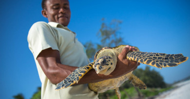 Hawksbill Turtle Pic Hawksbill Turtle Pic