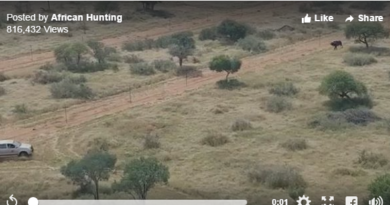 Angry African Bufallo Charges at Truck Angry African Bufallo Charges at Truck