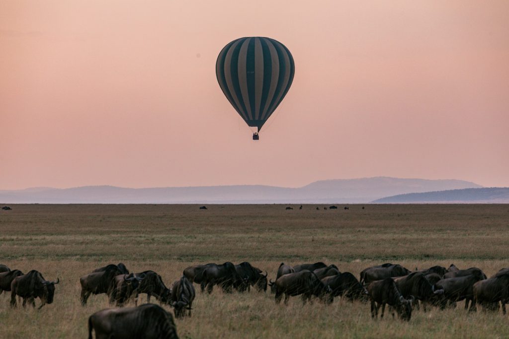 Herd of grazing wildebeests on grassy savanna while colorful hot air balloon flying above picturesque pink sky above mountains in Serengeti national park Tanzania Africa