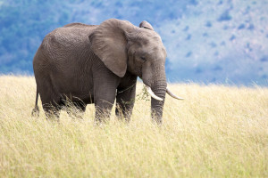 where to find african elephants