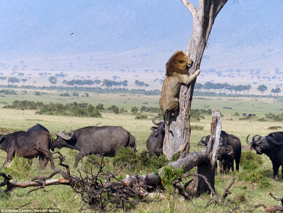 Scared Lion Runs Up A Tree To Escape Buffallo Herd