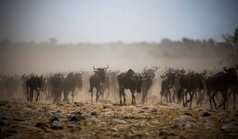 masai mara game reserve