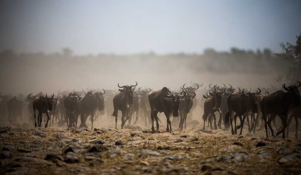 masai mara game reserve