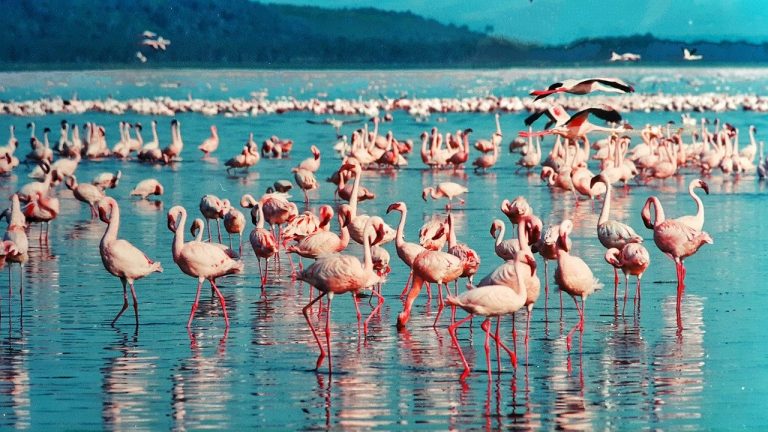 pink flamingo, lake nakuru, kenya-1484781.jpg