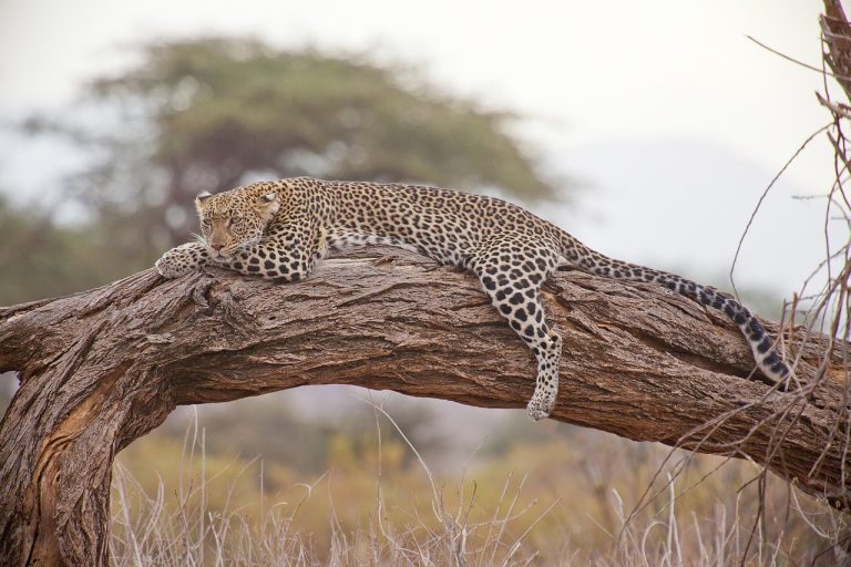 best time to visit kenya