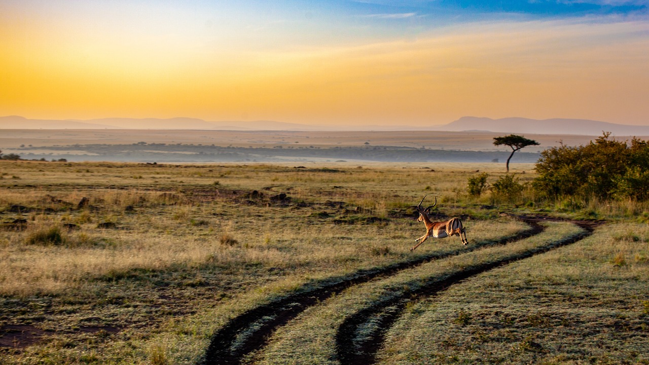 antelope, sunset, kenya