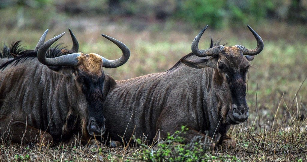 wildebeest, gnu, masai mara game reserve