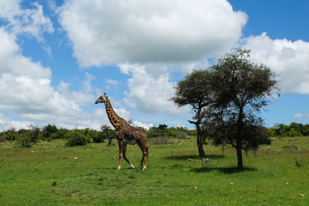Masai Mara weather in October
