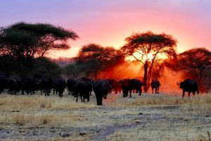10 days tanzania zanzibar safari