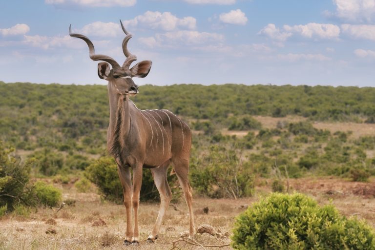 serengeti tanzania