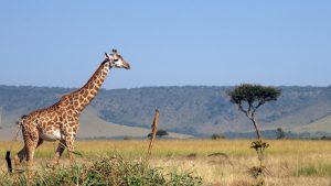 giraffe, masai mara, africa