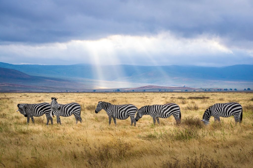 kenya tanzania zimbabwe