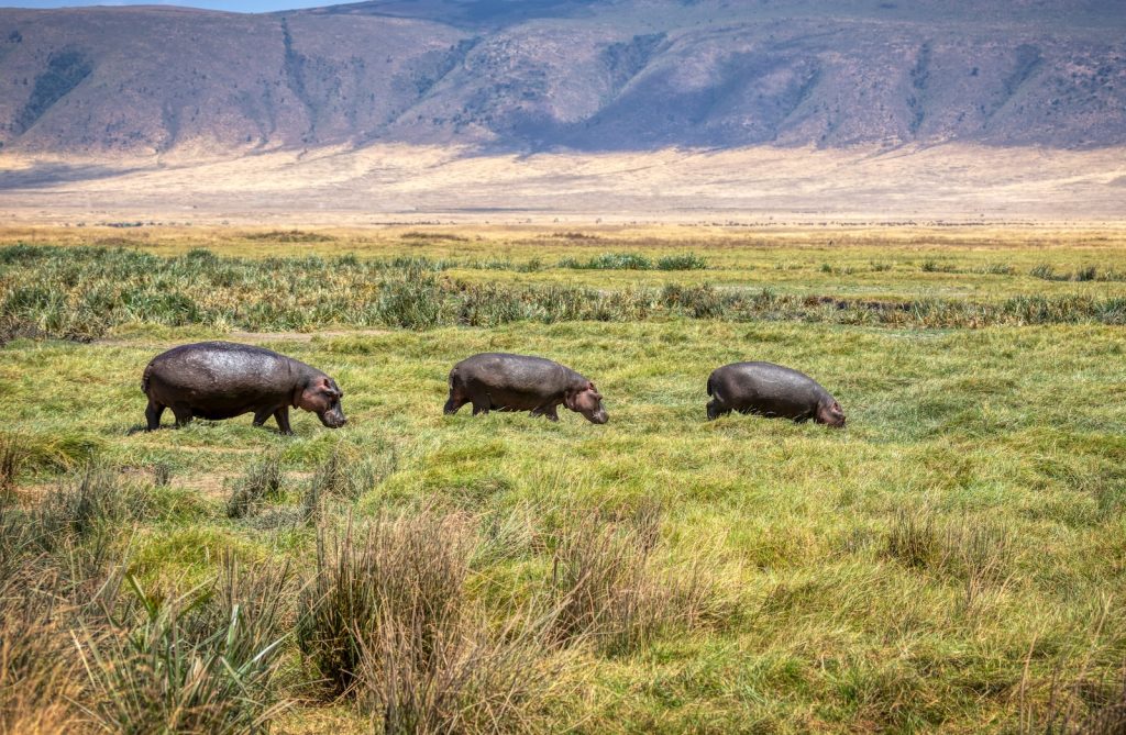 10 days tanzania safari ngorongoro