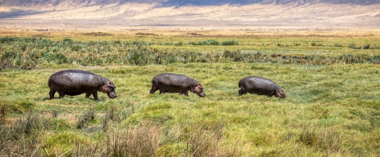10 days tanzania safari ngorongoro