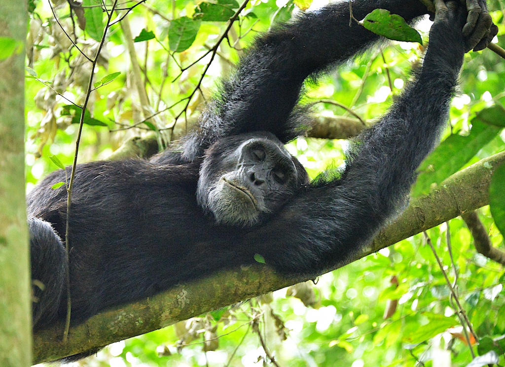 Chimpanzee, Kibale, Uganda