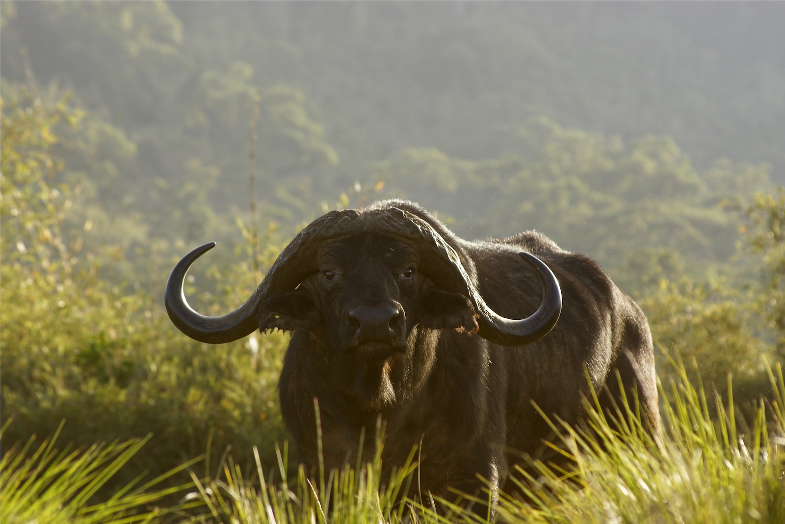black water buffalo on green grass field during daytime