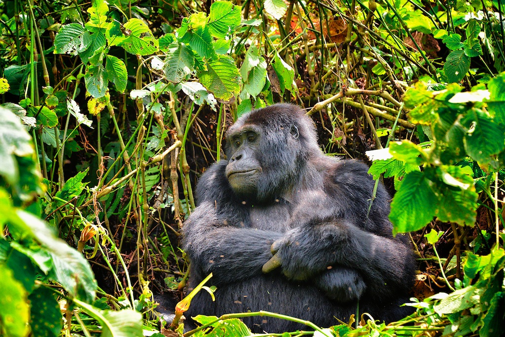 Mountain Gorilla, Bwindi, 3 Days Uganda Safari
