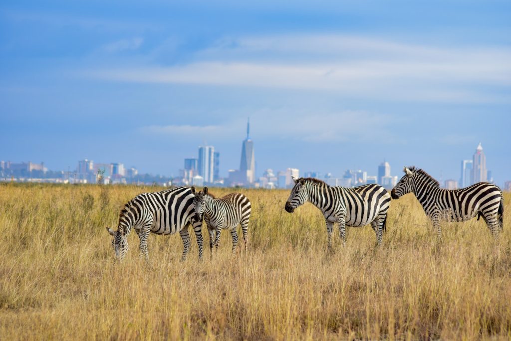 a herd of zebra standing on top of a dry grass field