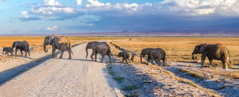 amboseli national park