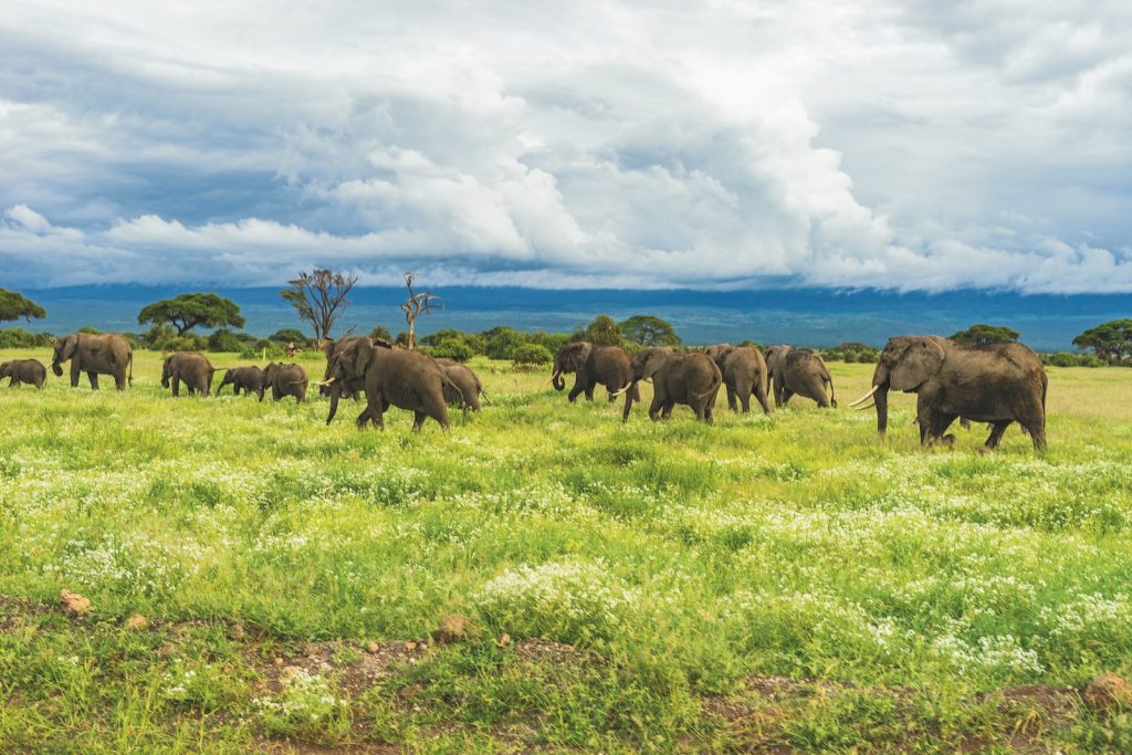 amboseli national park