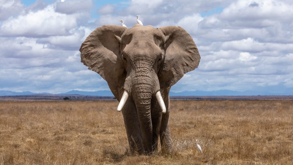 elephant walking during daytime