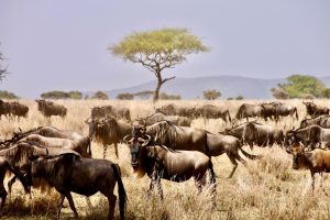 10 days tanzania safari serengeti
