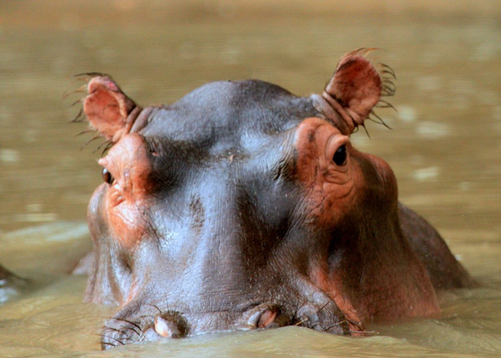 hippo amboseli kenya