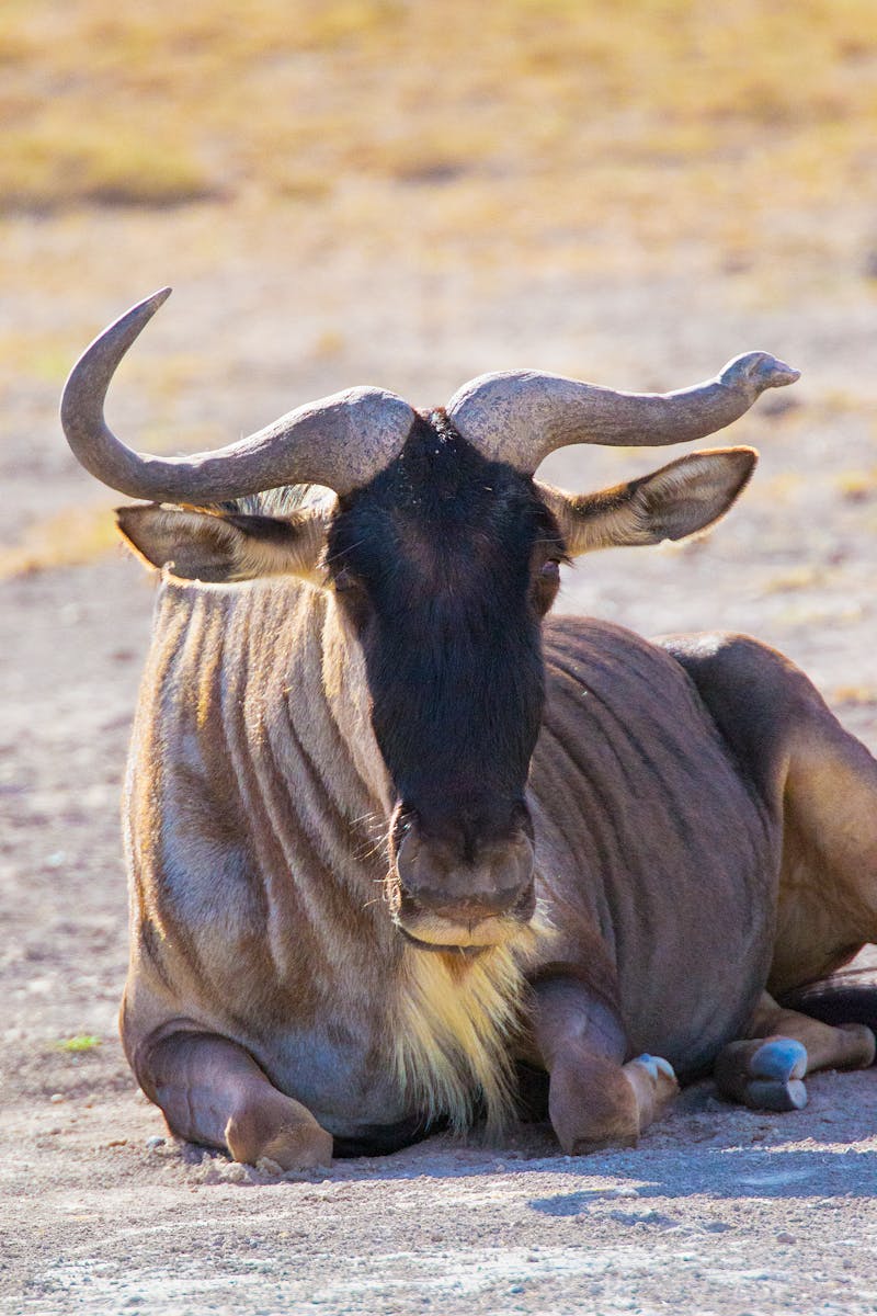 A wildebeest lying down on a sunlit ground in Narok County, Kenya, offering a serene wildlife snapshot.