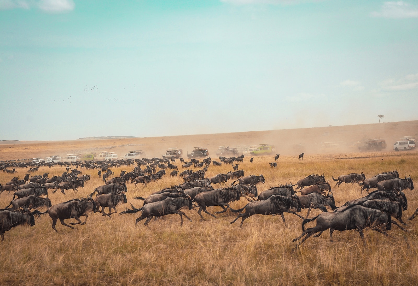 animal running on field