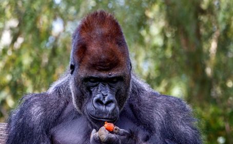 4-Day Gorilla Trekking Experience