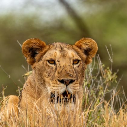 Kenya safari destination