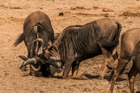 5-Day Maasai Mara Migration Safari