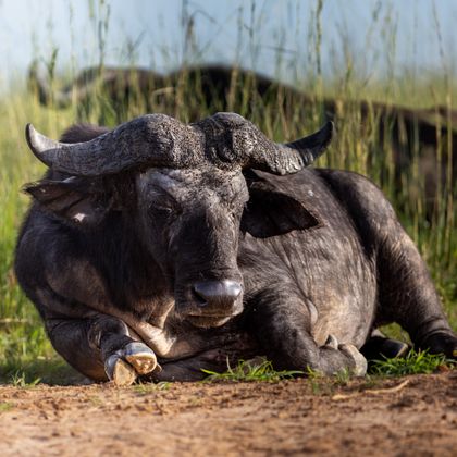 Tanzania safari destination