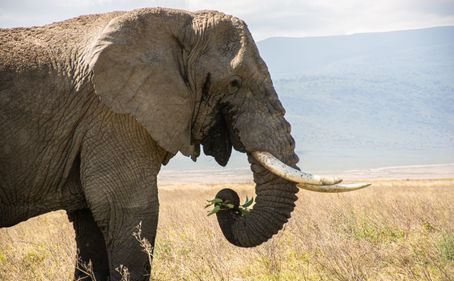 7-Day Serengeti & Zanzibar Combo