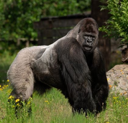 Uganda safari destination